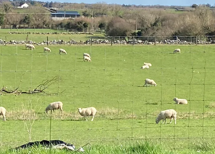 Lough Carra House B&B Partry